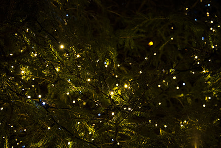 string lights on pine tree thumbnail