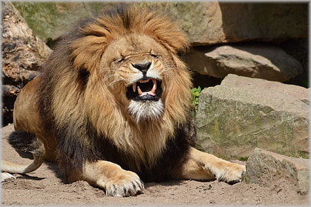 brown lion thumbnail