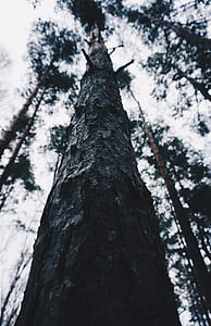 low angle photography of tree at daytime thumbnail