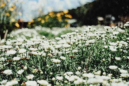 White Flowers thumbnail