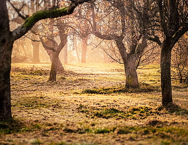 bare trees during daytime thumbnail