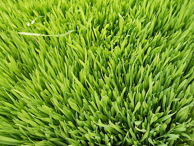 focus photography of green grass thumbnail