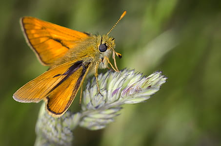 shallow focus photography of yellow moth thumbnail
