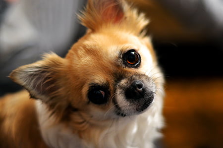 selective focus photography of long-coated tan and white Chihuahua puppy thumbnail