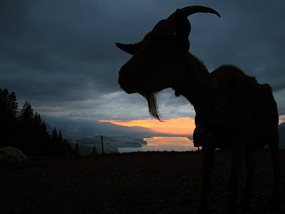 silhouette photo of goat thumbnail