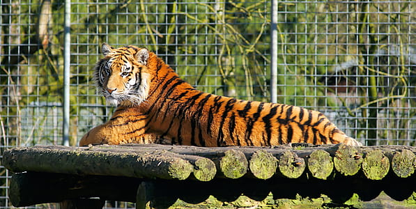 closeup photo of tiger thumbnail