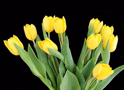 yellow tulip flowers thumbnail