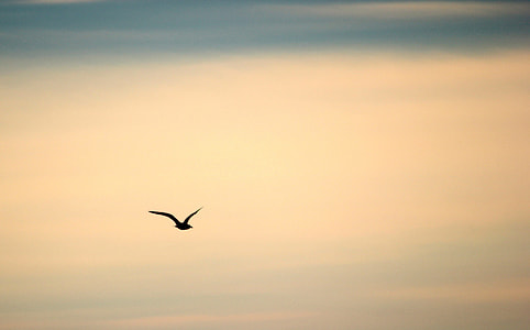 silhouette of bird flying thumbnail