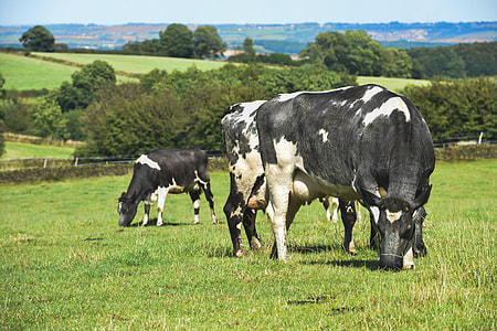 cow eating grass thumbnail