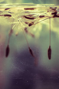 macroshot photography of brown water plants thumbnail