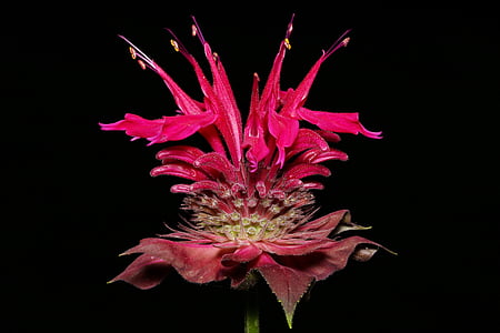 red bee balm flower thumbnail