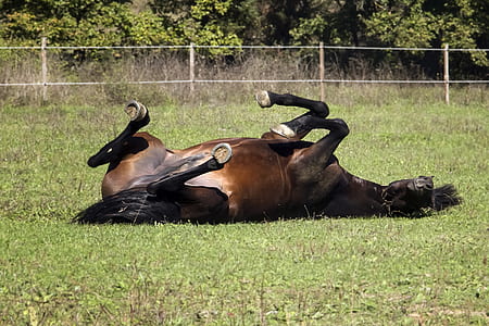 horse lying on grass field thumbnail