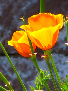 close up view of two orange petaled flowers thumbnail