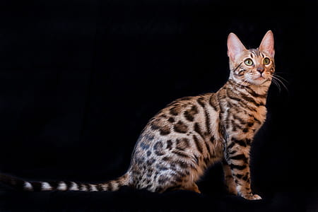 brown and black Bengal cat thumbnail