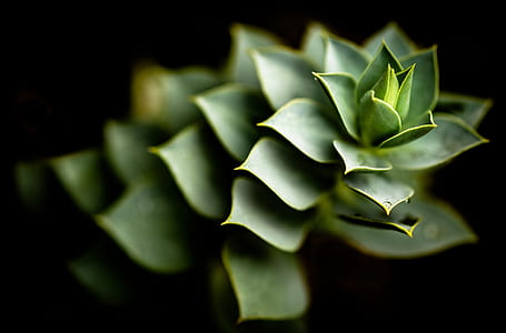 closeup photo of succulent plant thumbnail