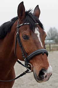 brown horse thumbnail