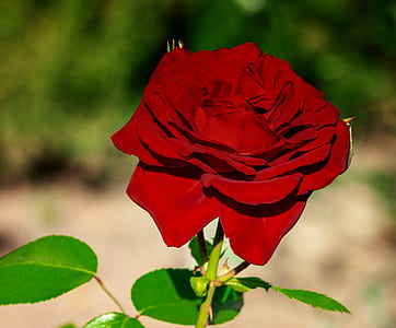 depth of field photo of red rose thumbnail