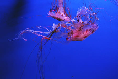 two jellyfishes underwater thumbnail