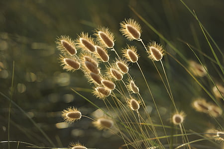 focus photography of brown grass thumbnail