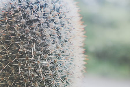 Close-up Photography of Green Cactus thumbnail