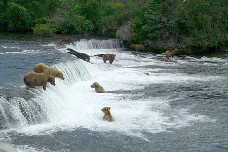 bear on waterfalls thumbnail