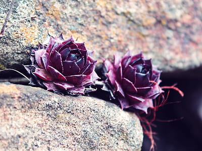 two purple petaled flowers thumbnail