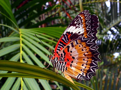 Orange lacewing butterfly - Cethosia penthesilea in north Thailand thumbnail