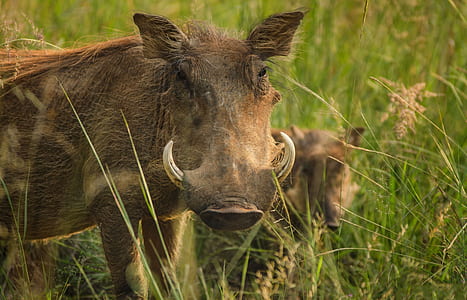 gray wild boar on green grass thumbnail