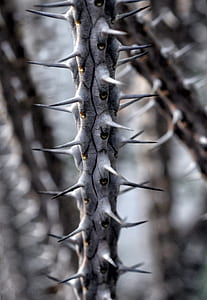 close up photo of gray spike thumbnail
