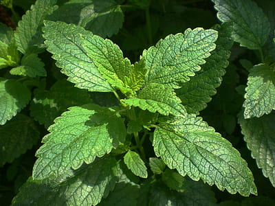 green leafed plants during daytime thumbnail