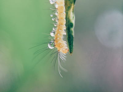 Orange Caterpillar on Green Stem in Close Up Photo thumbnail