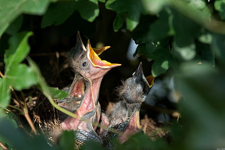 chicks on nest thumbnail