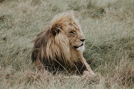 photo of lion lying on grass thumbnail
