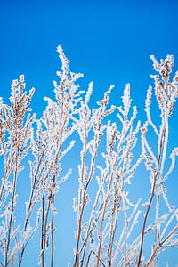 brown plants with icicles thumbnail