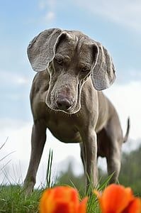 shallow focus photography of short-coated gray dog thumbnail