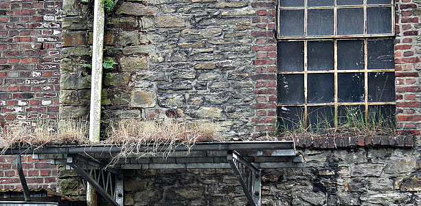 Grasses at the Top of Building Structure during Daytime thumbnail