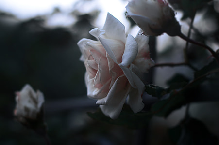 pink rose flowers thumbnail