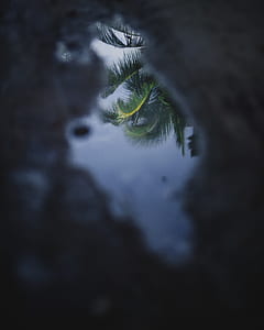 green coconut leaves thumbnail
