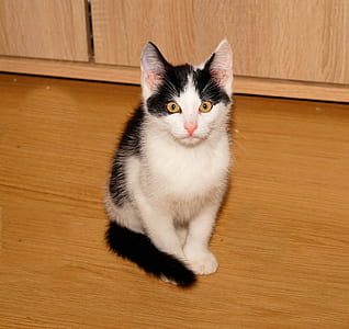white and black cat on ground thumbnail