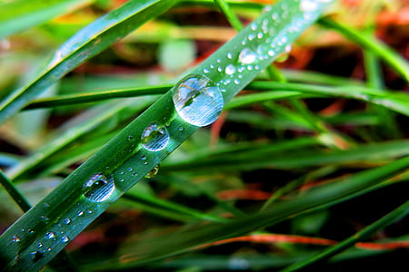 Close-up of Dew Drops on Plant thumbnail