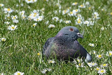 black and gray bird thumbnail