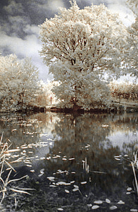 photo of white leafed trees near body of water thumbnail