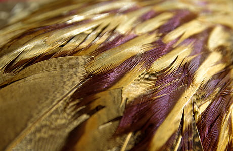 close-up photography of maroon and brown feather thumbnail