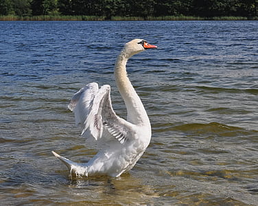white goose on body of water thumbnail