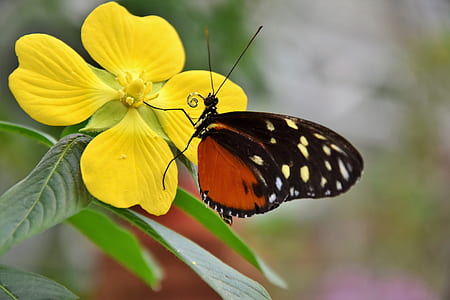 brown and black with white spot butterfly perched on yellow flower during daytime thumbnail