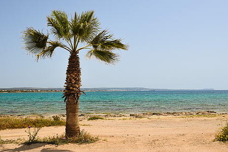 palm oil tree on seashore near sea thumbnail