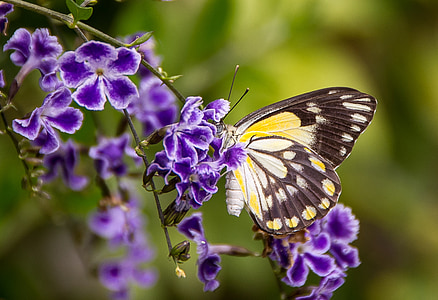 selective photo of black, white, and yellow butterfly perching on purple petaled flower at daytime thumbnail