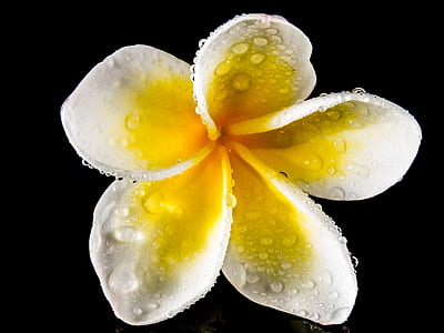 yellow and white frangipani flower with water dew thumbnail