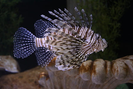 white and gray fish thumbnail