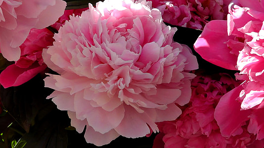 pink Peony flower thumbnail